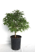 Dwarf japanese green for sale  Lakewood