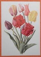 Tulpen breeder papageien gebraucht kaufen  Lauenburg/ Elbe