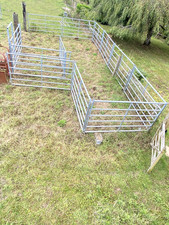 Veigh parker cattle for sale  WESTERHAM