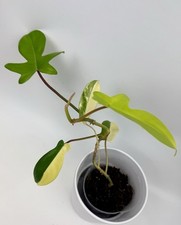 Rooted variegated philodendron for sale  Houston