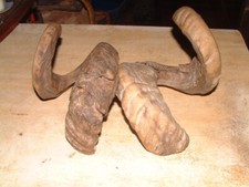 Vintage ram tup for sale  GLOSSOP
