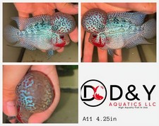 A11 live aquarium for sale  Carrollton