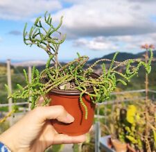Vaso crassula muscosa usato  Barcellona Pozzo di Gotto
