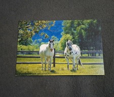 paint horse gebraucht kaufen paint horse gebraucht kaufen Hörstel