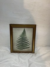Fern picture frame for sale  Rockford