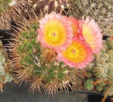 Kaktus parodia notocactus gebraucht kaufen  Deutschland