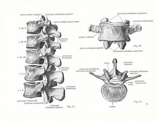 Stampa antica ANATOMIA  VERTEBRE LOMBARI  medicina Sobotta 1932 Antique print comprar usado  Enviando para Brazil
