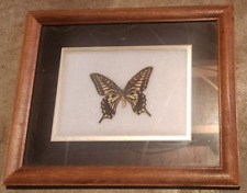 Framed mounted butterfly for sale  Lexington
