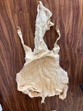 fallow deer mount for sale fallow deer mount for sale Avondale