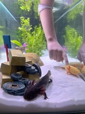 Aquarium fish tank for sale  BROMLEY