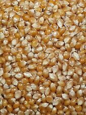 Popcornmais butterfly großvol gebraucht kaufen  Oer-Erkenschwick