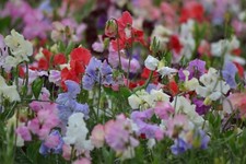 Sweetpea mixed plug for sale  WOODBRIDGE