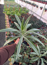 Dracaena warneckii plant for sale  Moreno Valley