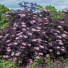 Sambucus nigra blue for sale  GLASGOW