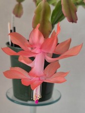 Schlumbergera tinsley for sale  Lawrence