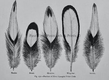 C1904 antique poultry for sale  UK