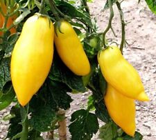 Graines tomate banana d'occasion  Coulommiers