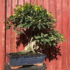 Bonsaï ficus retusa d'occasion  Cuges-les-Pins