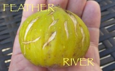 Feather river young for sale  Glendale