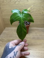 Rare philodendron florida for sale  LOUTH