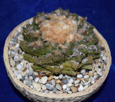 Rare mature ariocarpus for sale  MILTON KEYNES