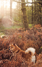 Dog postcard finnish for sale  ROCHESTER