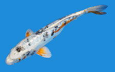 Live koi fish for sale  Lewisville