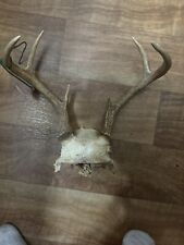 Wild whitetail deer for sale  Gurnee