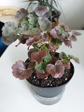 Zonal miniatur pelargonie gebraucht kaufen  Singen (Hohentwiel)