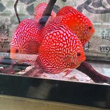 Red checkerboard discus for sale  Brooklyn