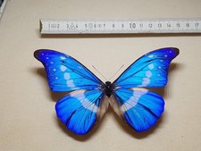 Morpho helena männchen gebraucht kaufen  Halle