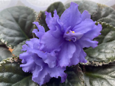 african violet for sale  LONDON