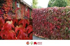 Boston ivy parthenocissus for sale  BROCKENHURST