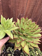Custom order plants for sale  San Diego