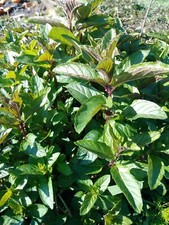 Organic live chocolate for sale  Suffolk