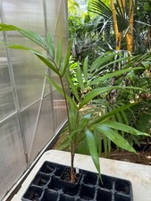 Dypsis pembana palm for sale  Port Saint Lucie