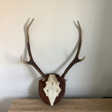 Deer antlers skull for sale  CHESTER LE STREET