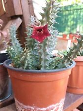 Talea huernia macrocarpa usato  Barcellona Pozzo di Gotto