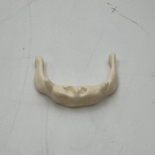 Somso hyoid bone for sale  West Jordan