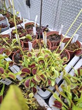 Dionaea muscipula saatgut gebraucht kaufen Dionaea muscipula saatgut gebraucht kaufen  Wallenhorst
