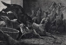 Wolf attacks sheep for sale  Lake Villa