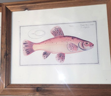 Vintage golden tench for sale  BRIDGEND