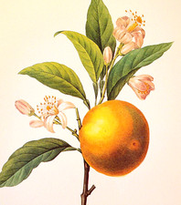 Redoute beautiful fruits for sale  Sahuarita
