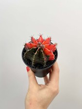 Variegated gymnocalycium mixed for sale  LONDON