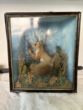 Victorian taxidermy red for sale  NUNEATON