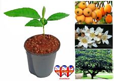 Quince grape apricot for sale  HUDDERSFIELD
