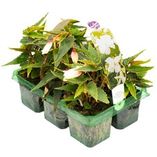 Begonia trailing white for sale  UK