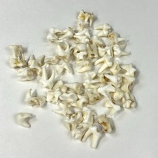 Lot raccoon molars for sale  Waseca