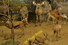 Usado, Foto 6x4 Birchington: Quex House: The Powell-Cotton Museum Acol Gallery c2015 comprar usado  Enviando para Brazil