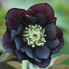 helleborus plants for sale helleborus plants for sale CRANBROOK